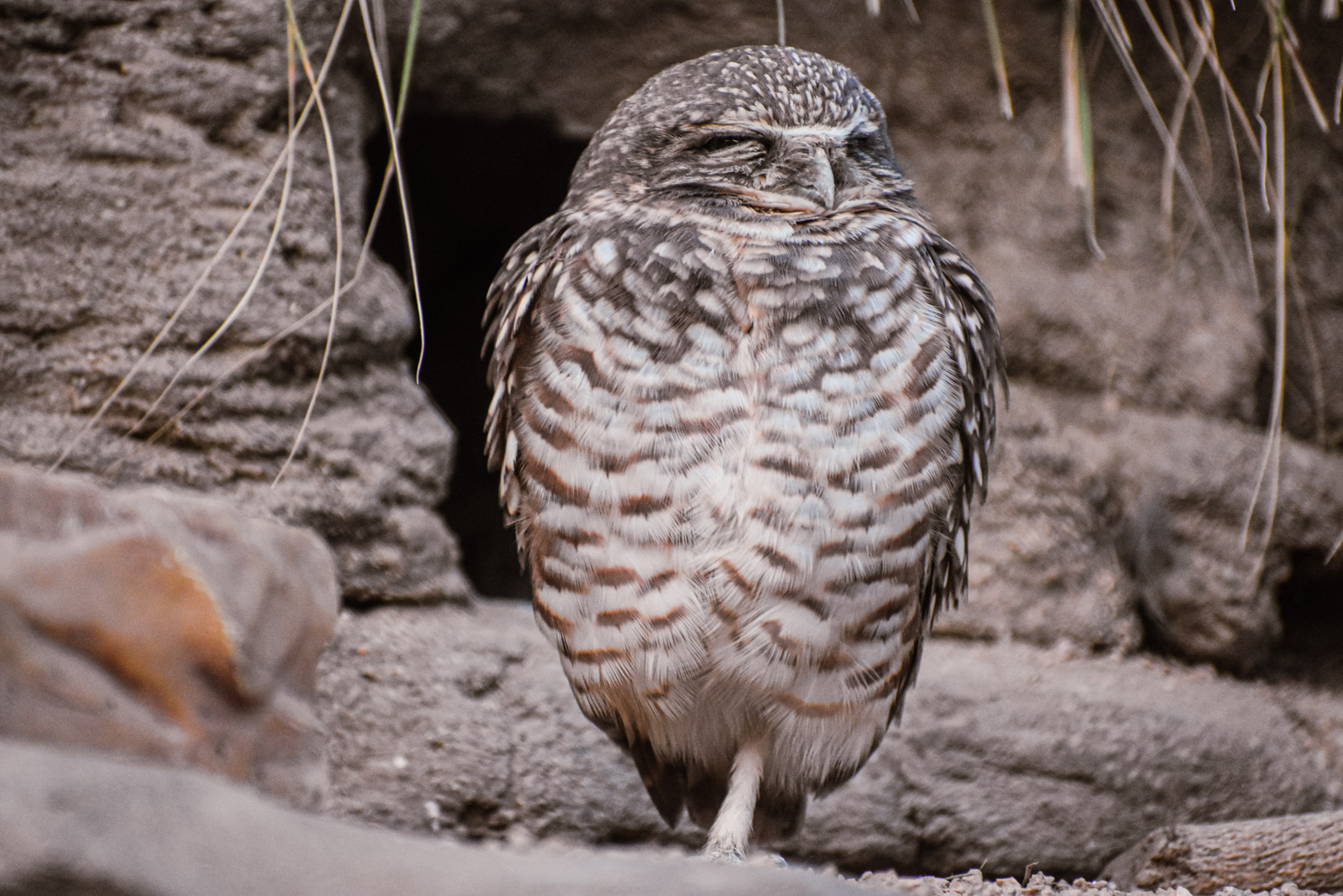 Wildlife