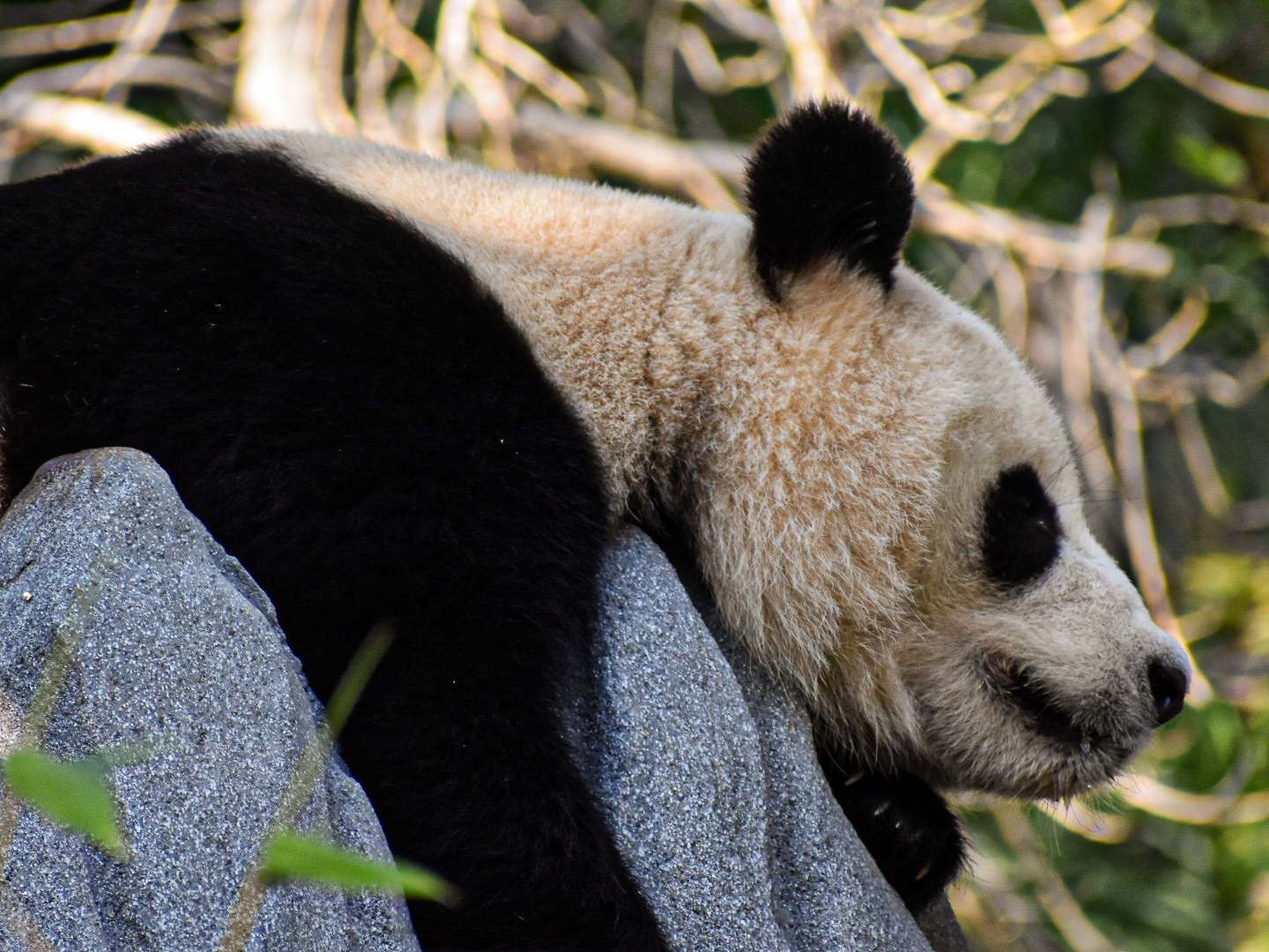 Wildlife photography by Isaac Motl