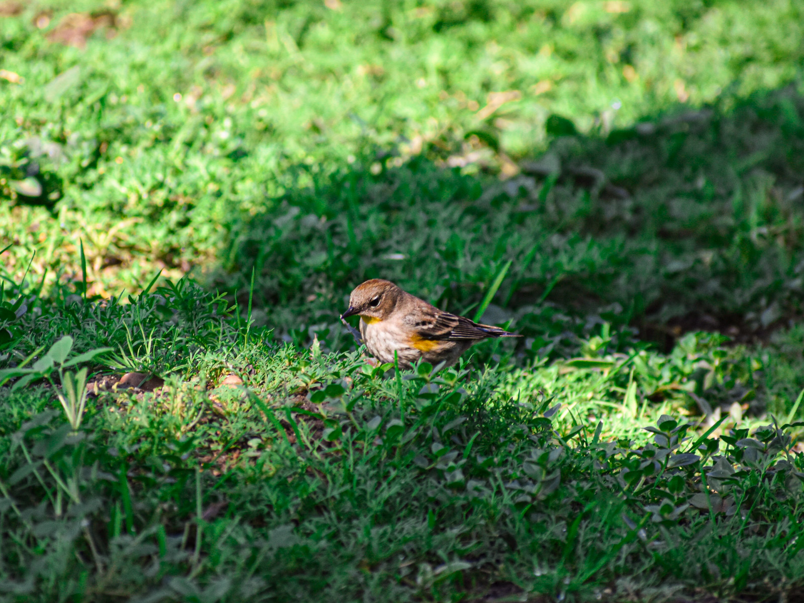 Wildlife photograph by Isaac Motl