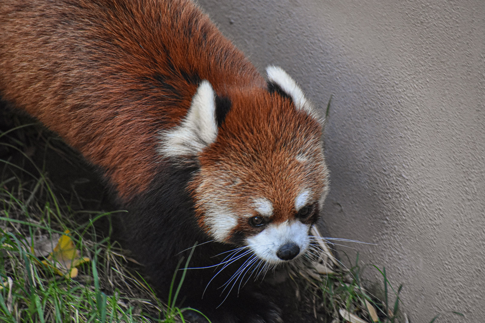 Wildlife photograph by Isaac Motl