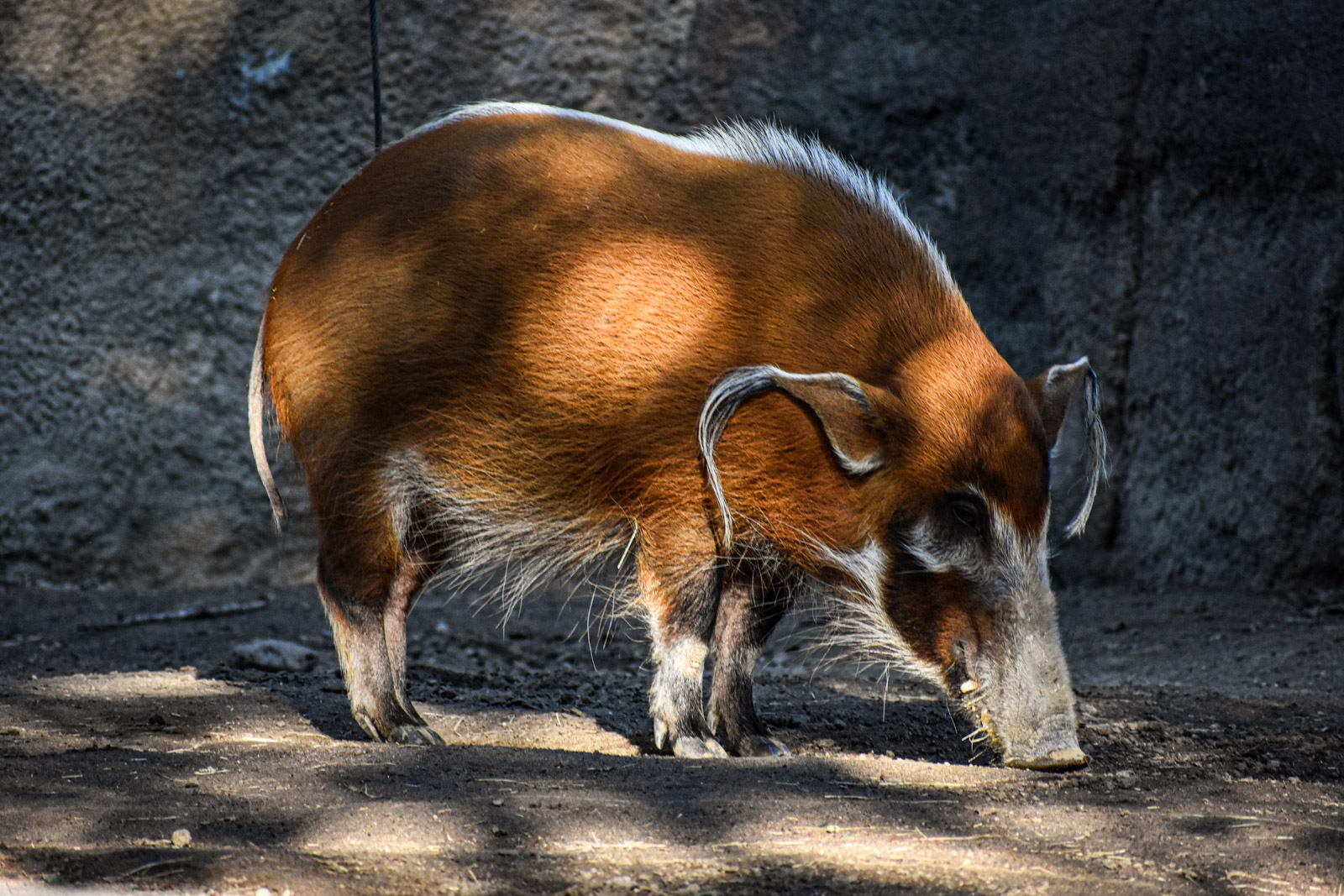 Wildlife photograph by Isaac Motl