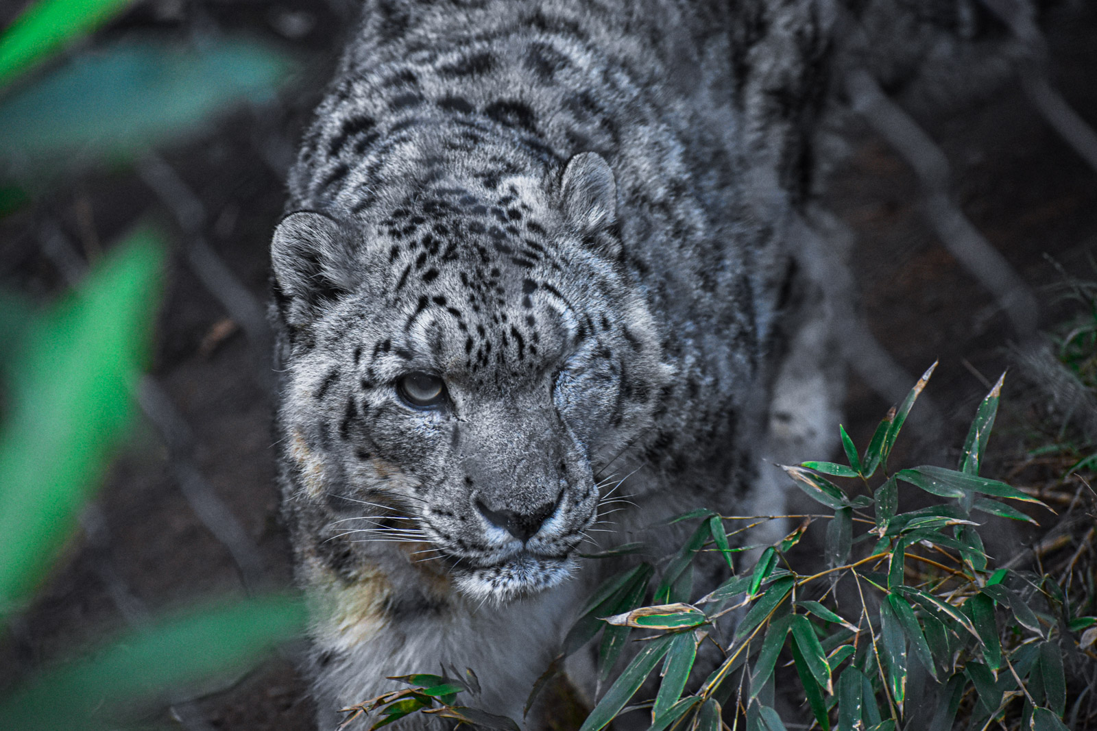 Wildlife photograph by Isaac Motl