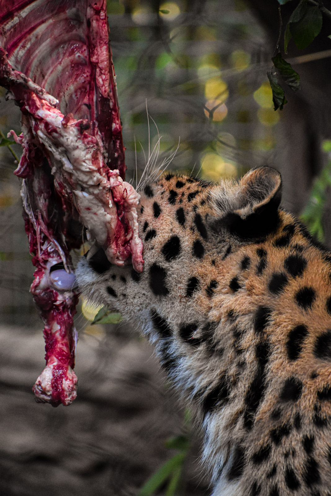 Wildlife photograph by Isaac Motl