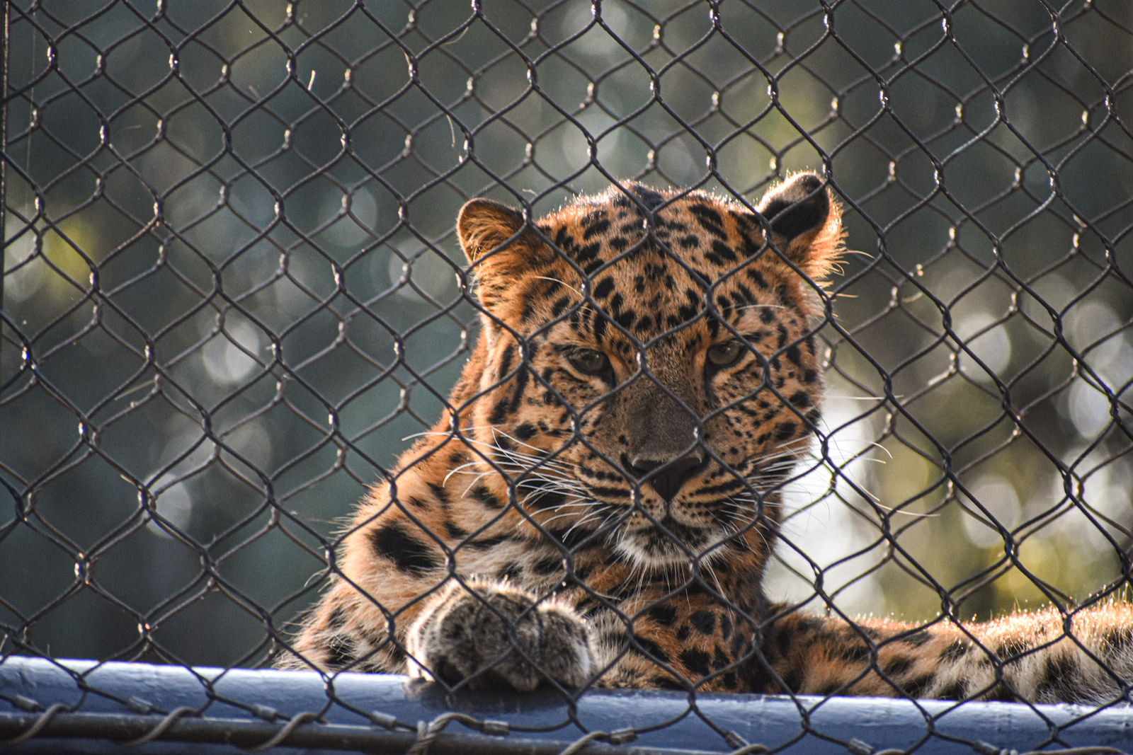 Wildlife photograph by Isaac Motl