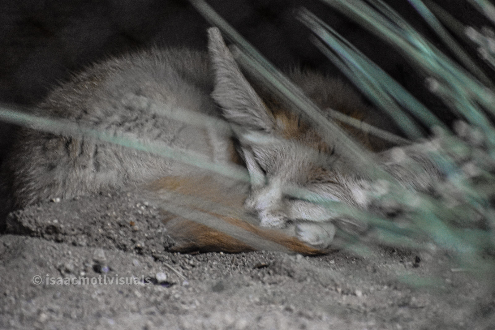 Wildlife photograph by Isaac Motl