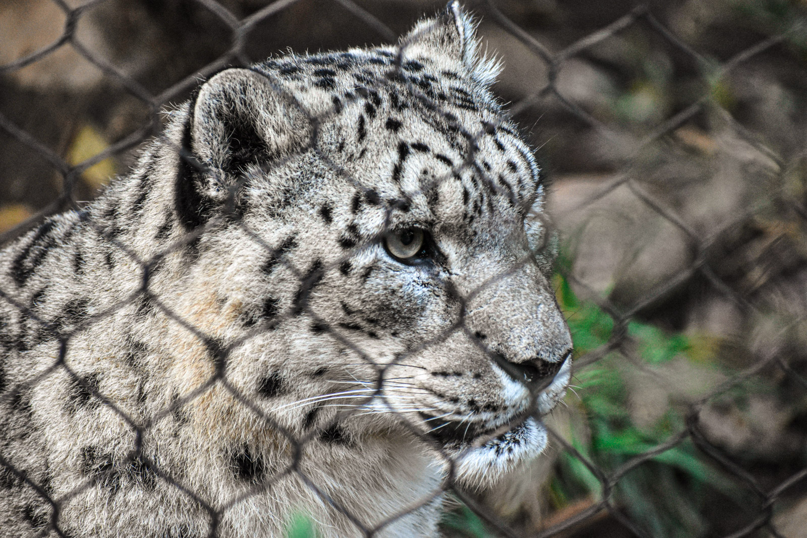 Wildlife photograph by Isaac Motl