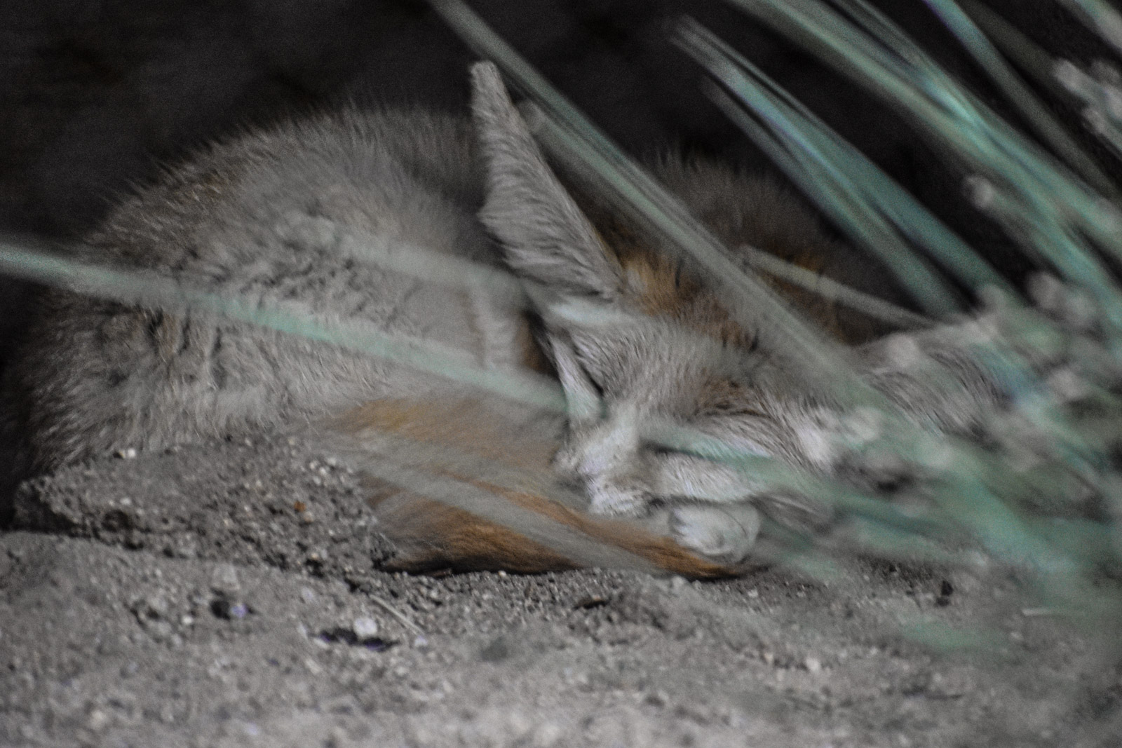Wildlife photograph by Isaac Motl