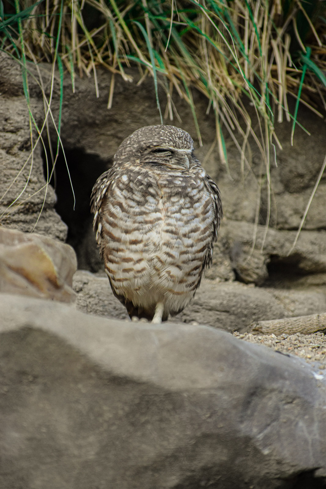 Wildlife photograph by Isaac Motl