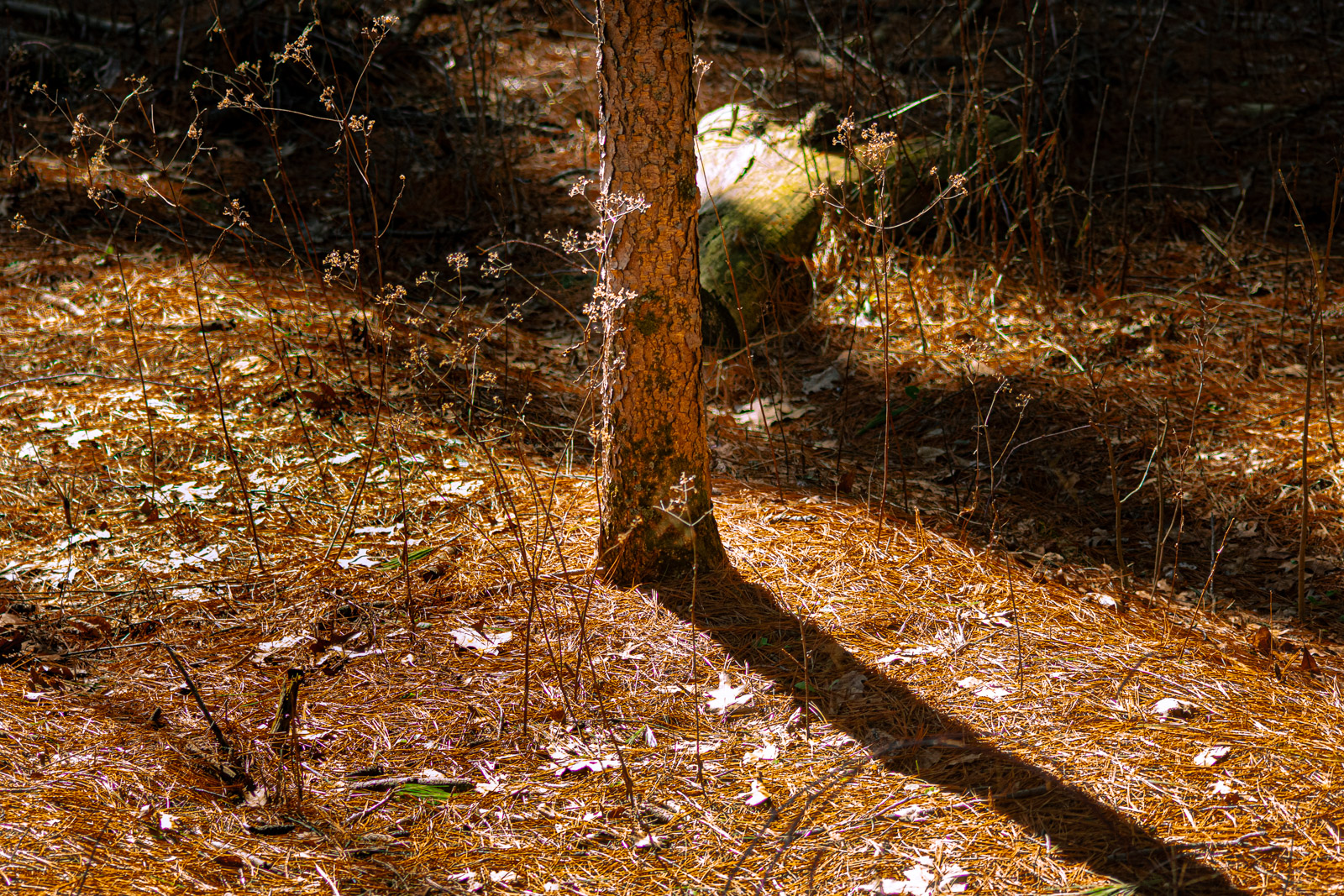 Wildlife photograph by Isaac Motl