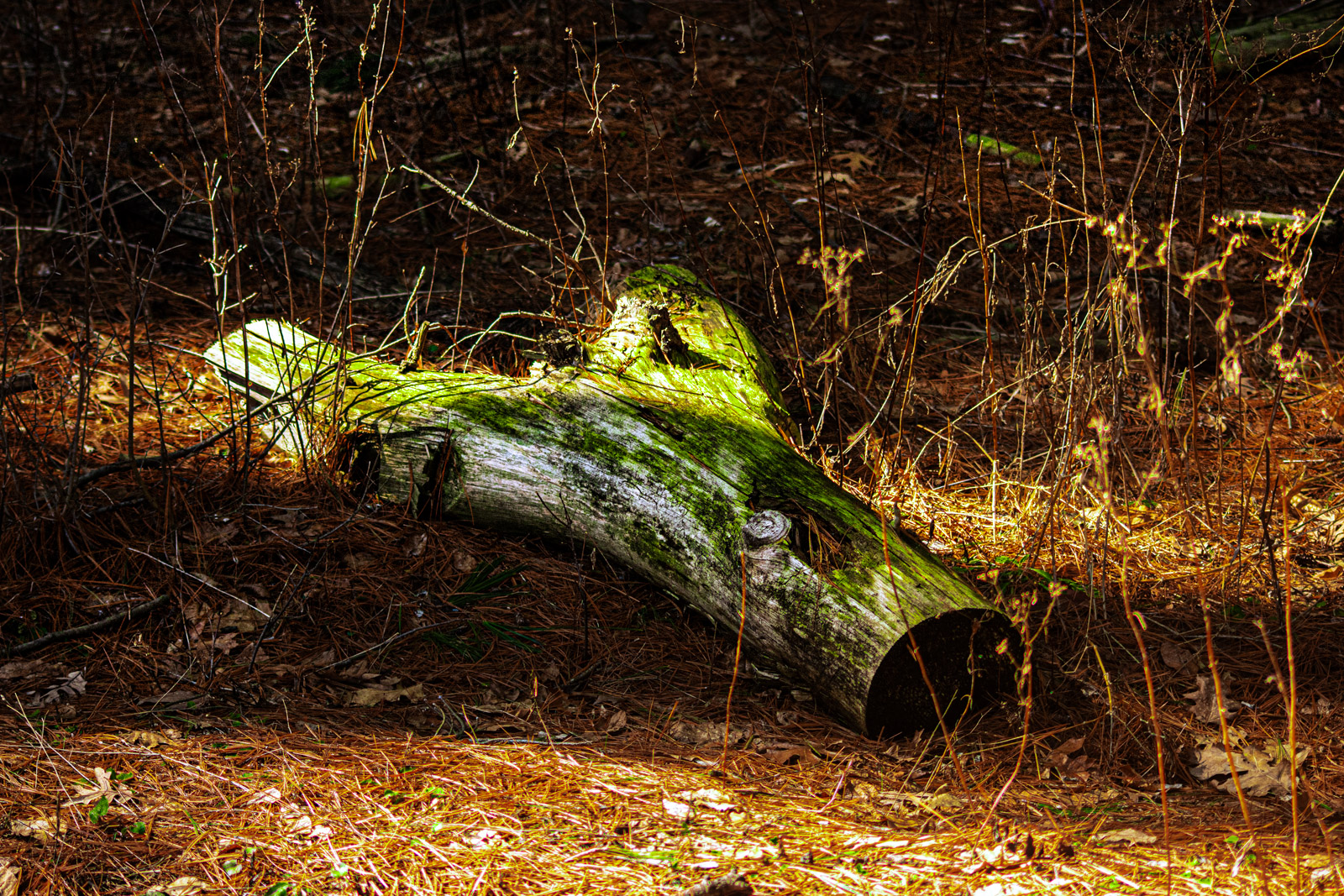 Wildlife photograph by Isaac Motl