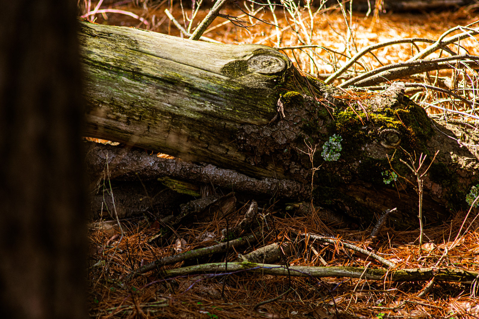 Wildlife photograph by Isaac Motl
