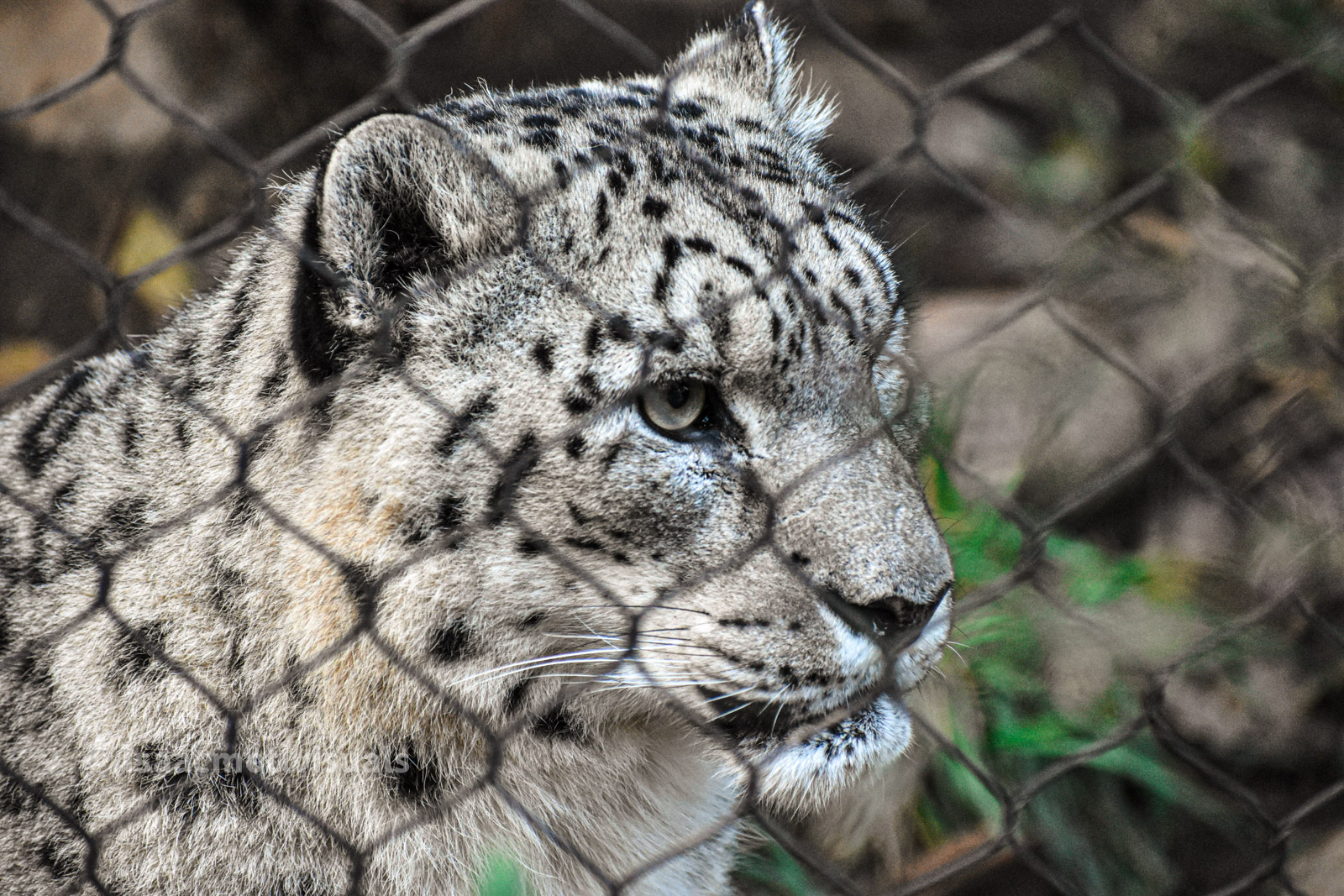 Wildlife photograph by Isaac Motl