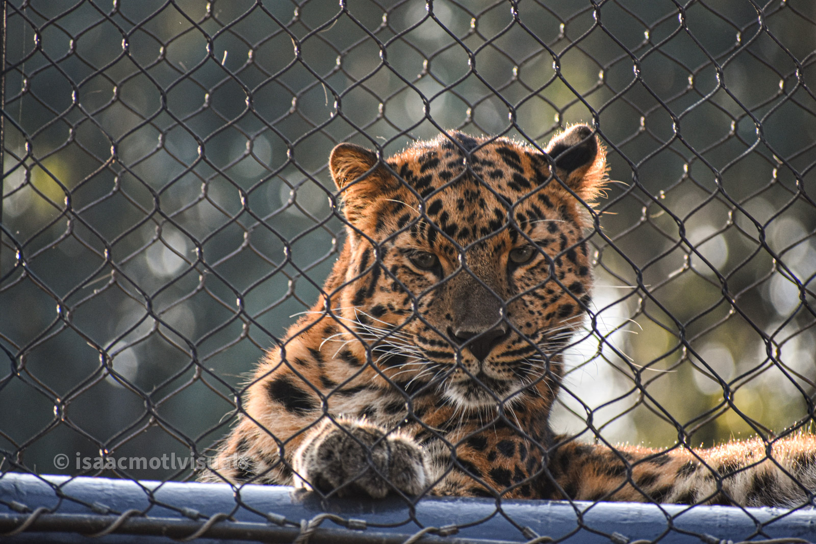 Wildlife photograph by Isaac Motl