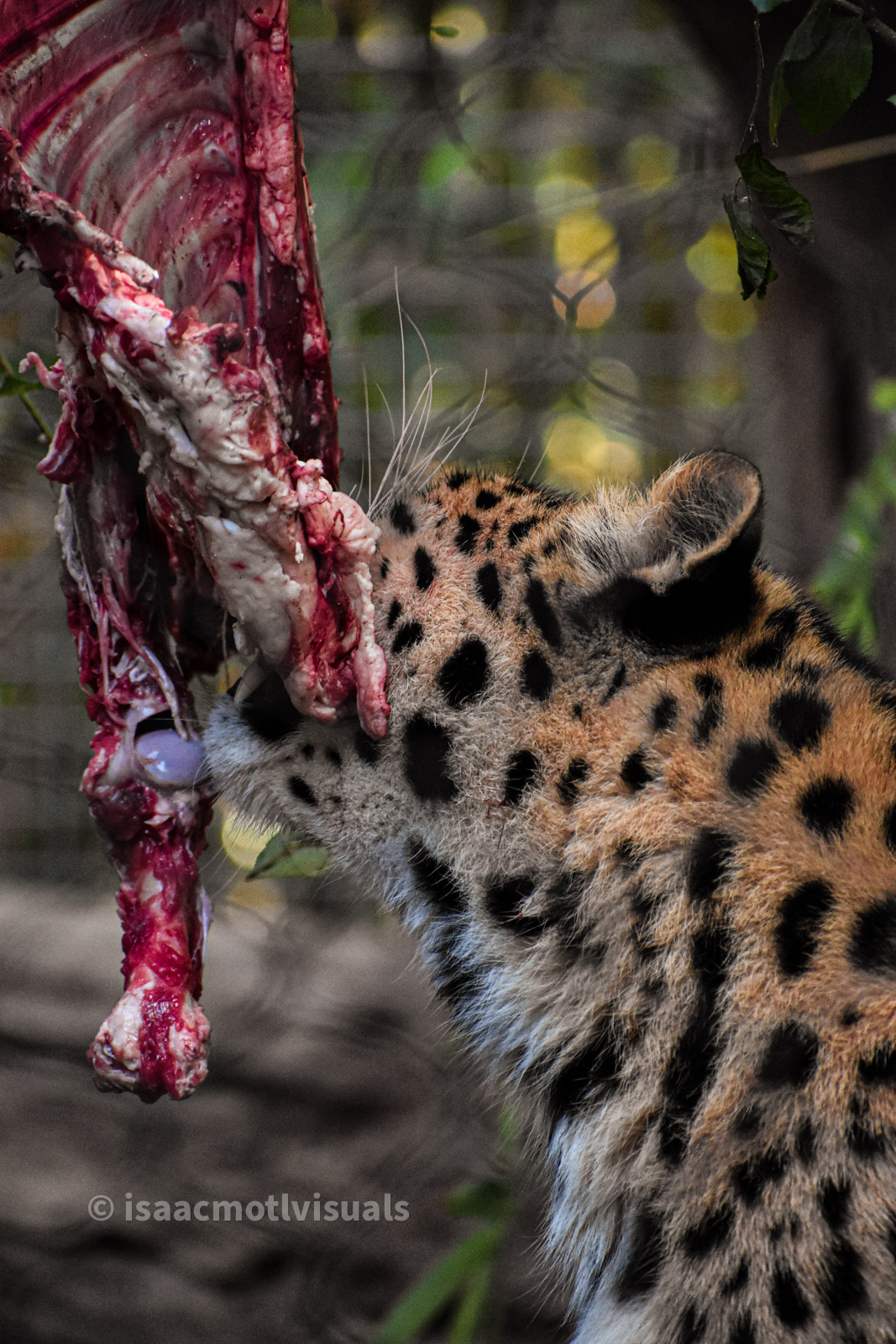 Wildlife photograph by Isaac Motl