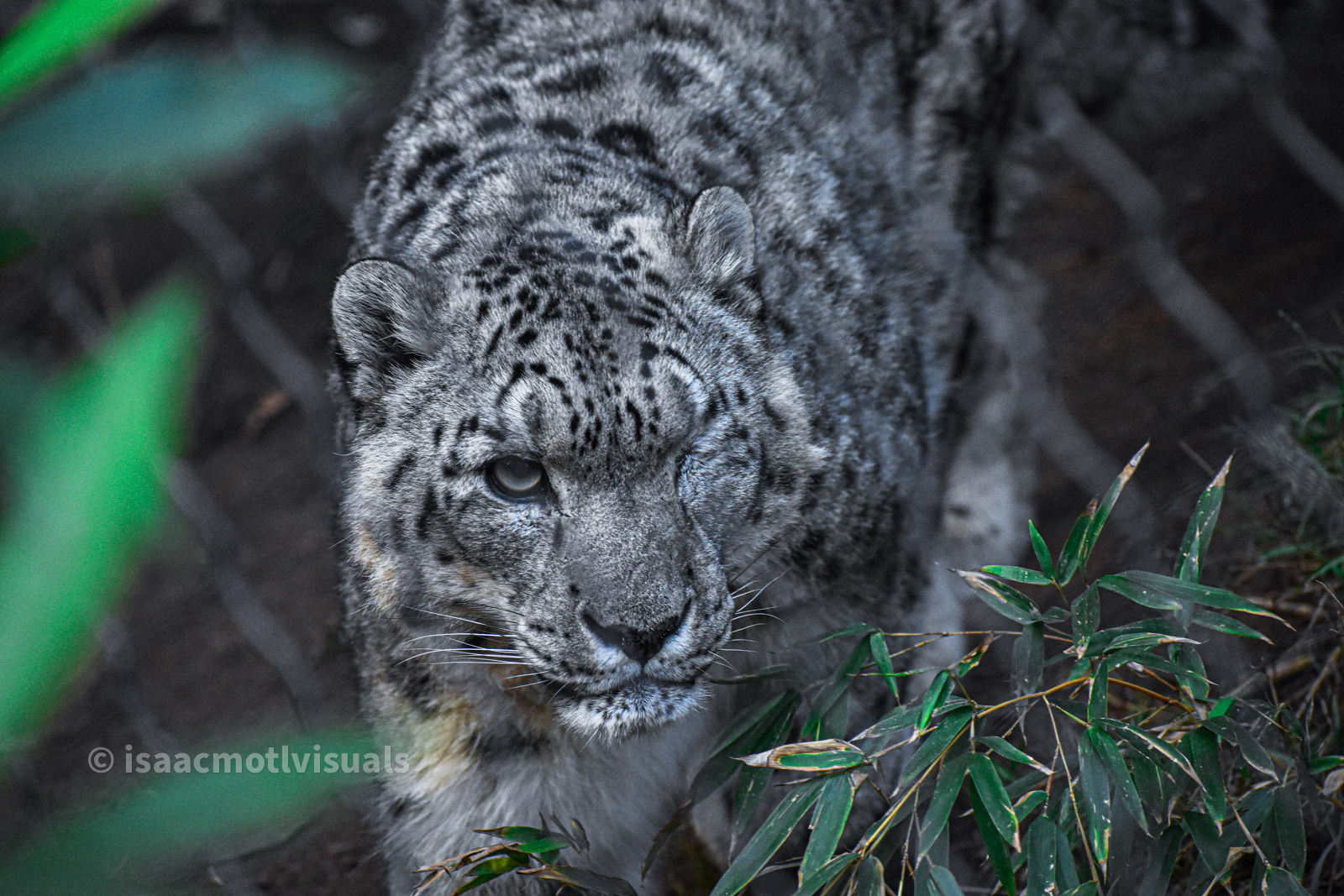 Wildlife photograph by Isaac Motl