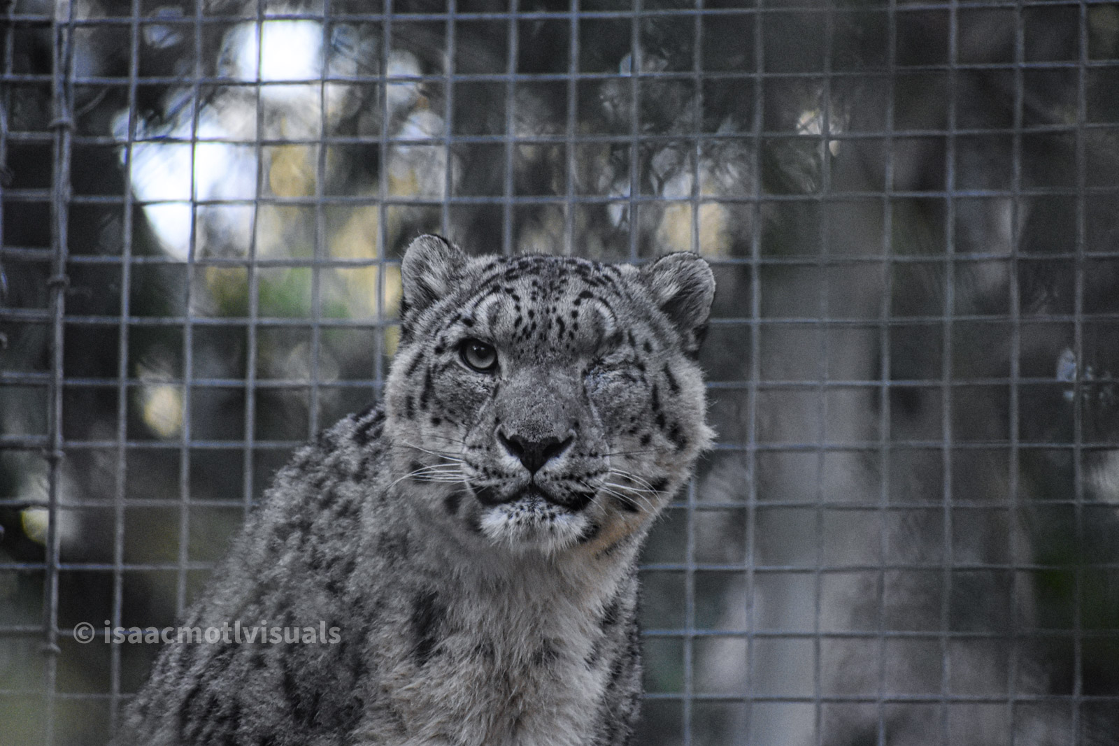 Wildlife photograph by Isaac Motl