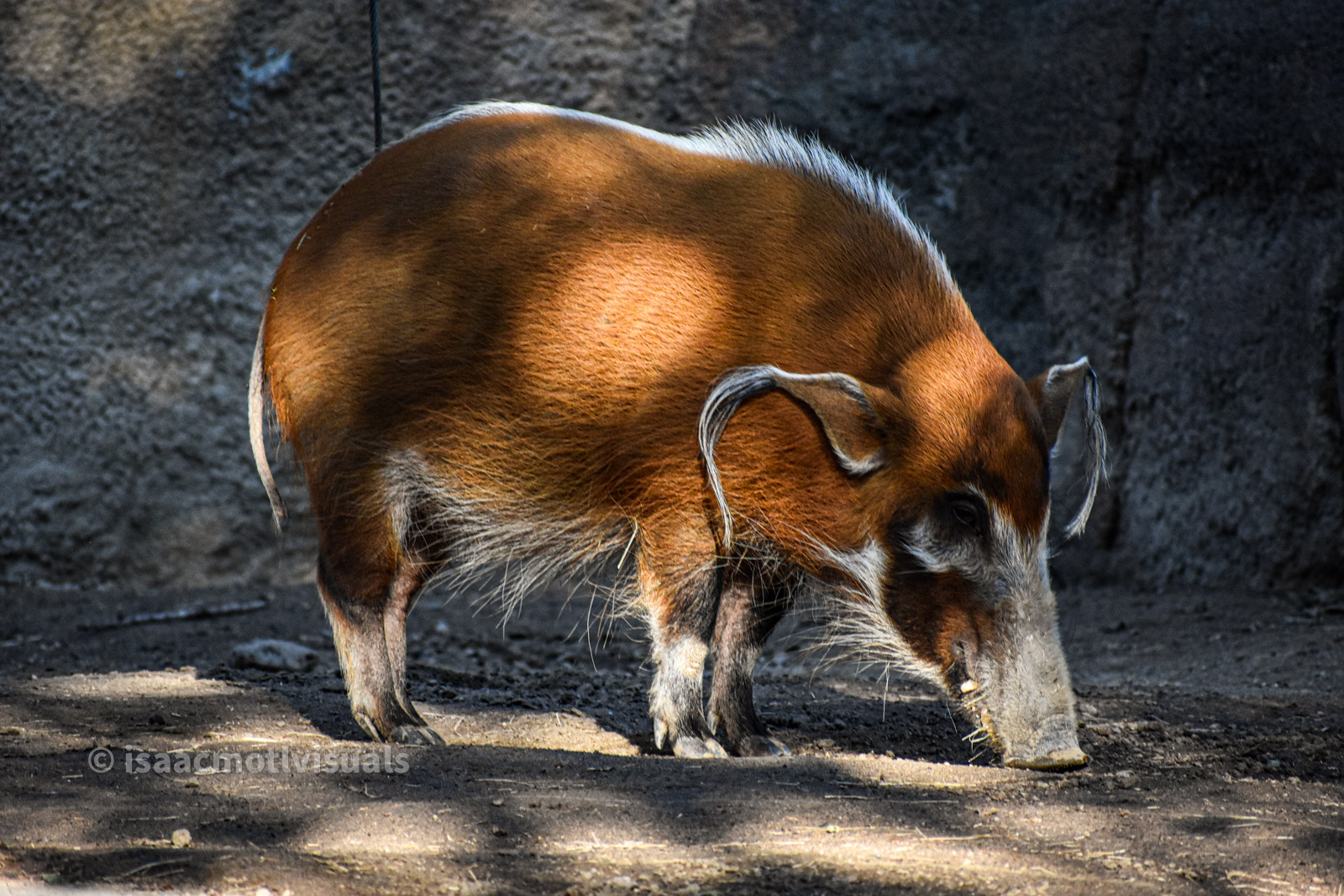 Wildlife photograph by Isaac Motl