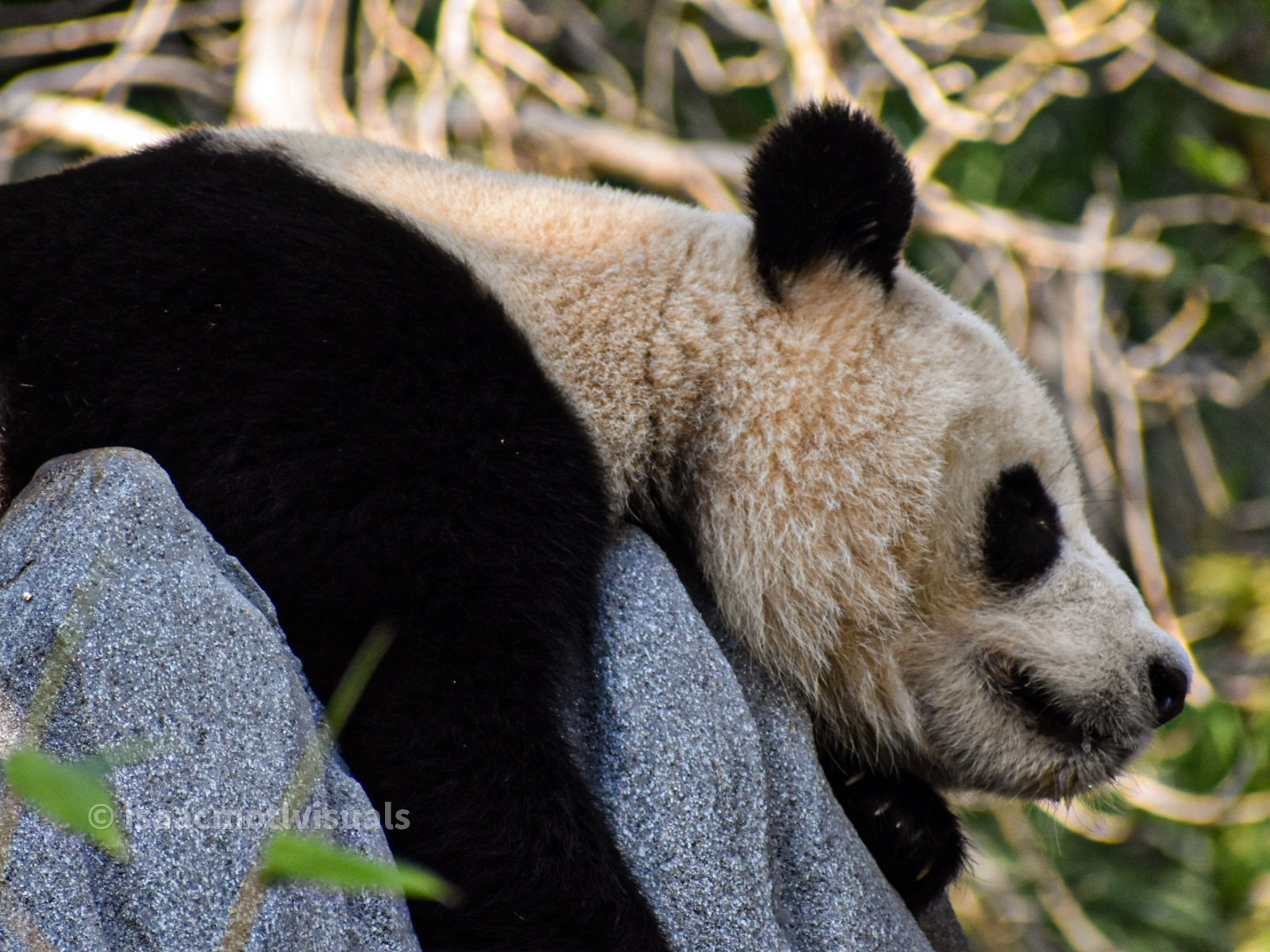 Wildlife photograph by Isaac Motl
