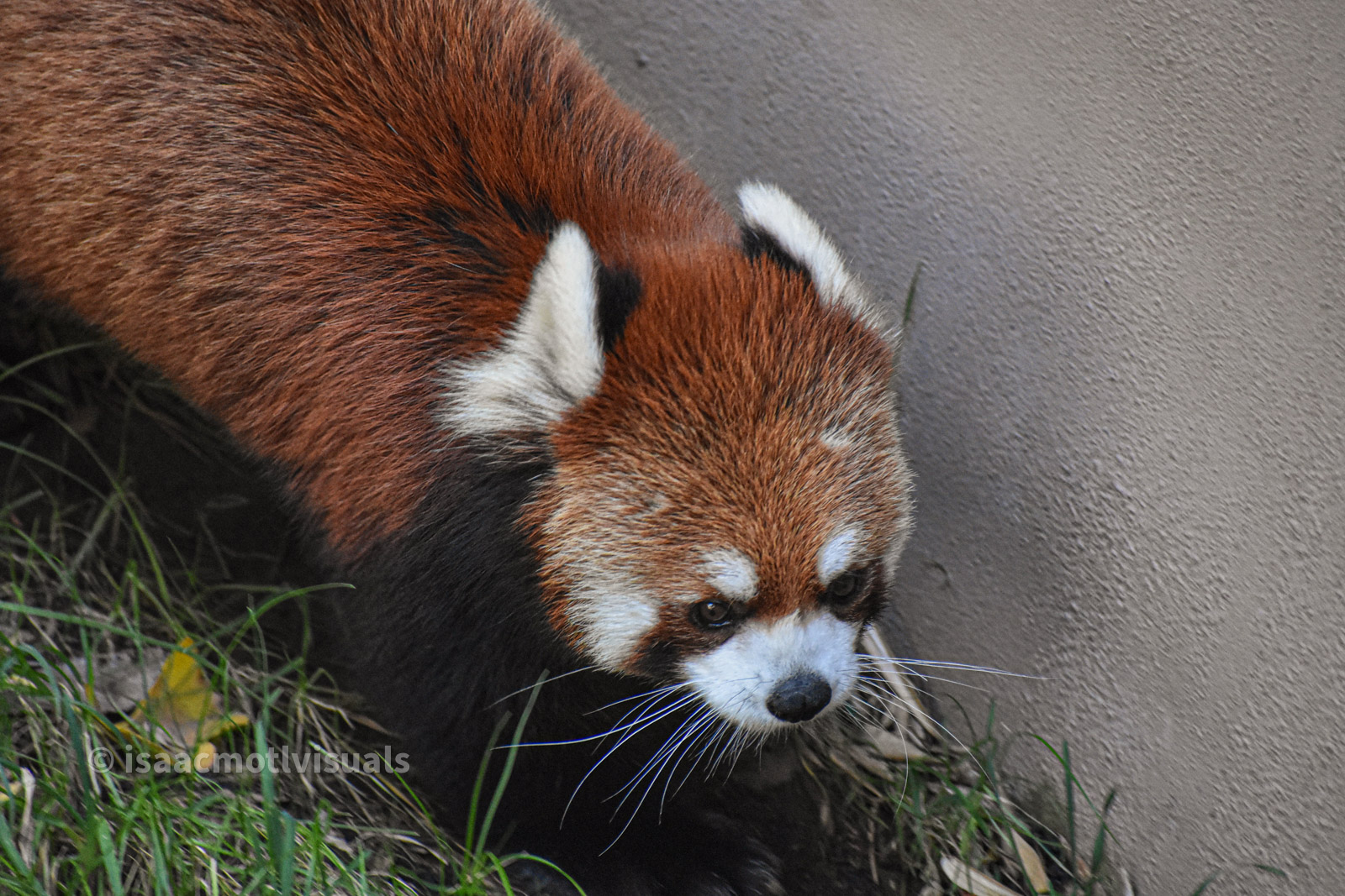 Wildlife photograph by Isaac Motl